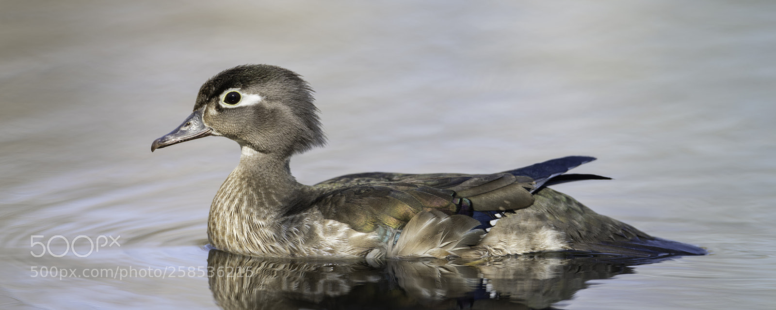 Nikon D850 sample photo. A female wood duck photography