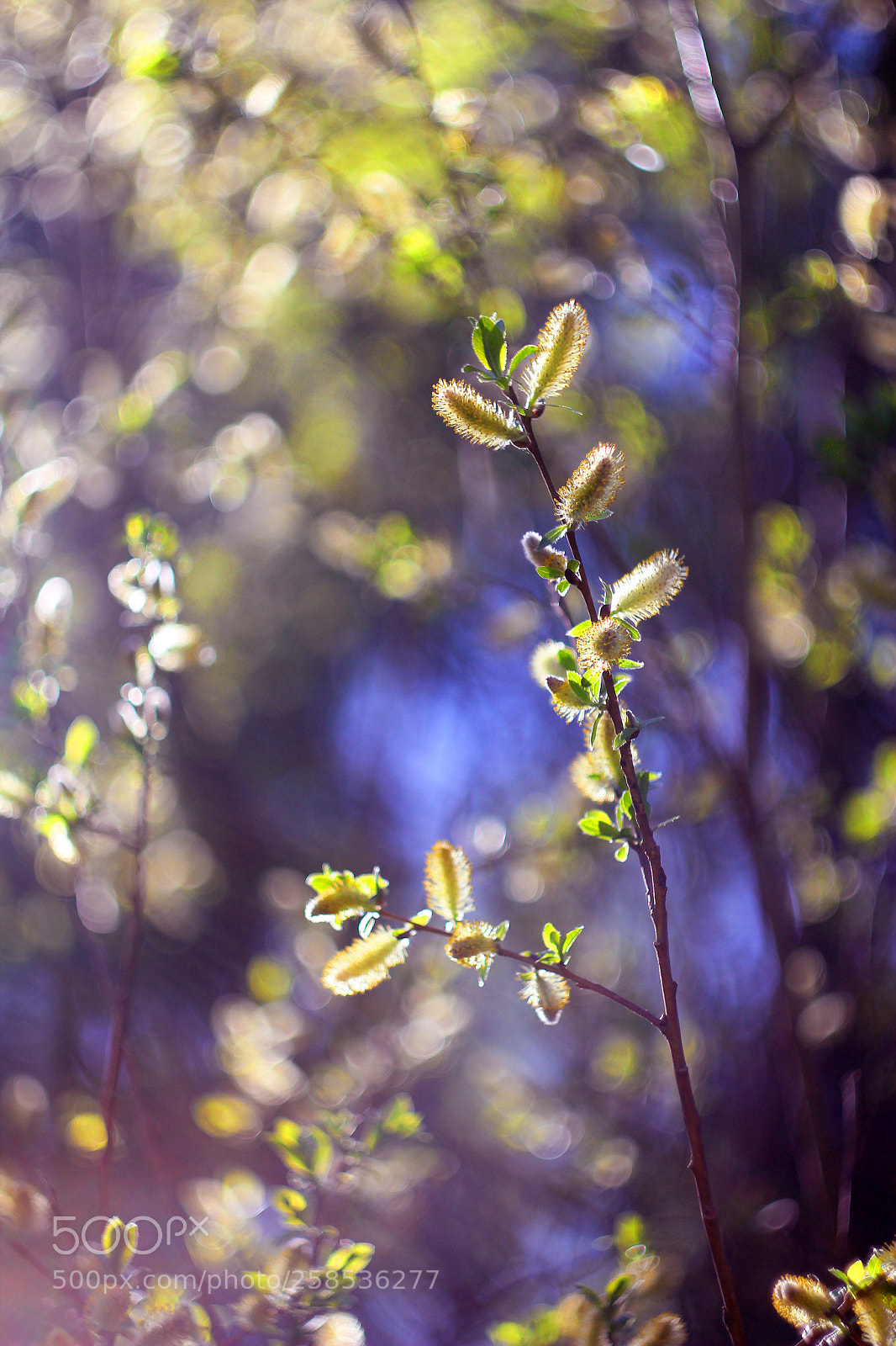 Canon EOS 550D (EOS Rebel T2i / EOS Kiss X4) sample photo. @dreamsgarden37 photography