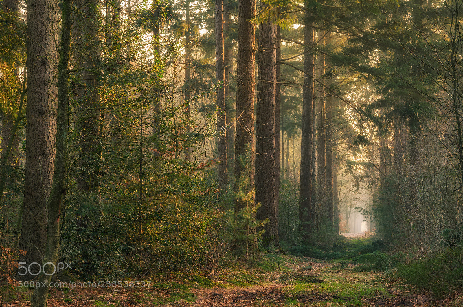 Nikon D7000 sample photo. The forest vilsteren photography