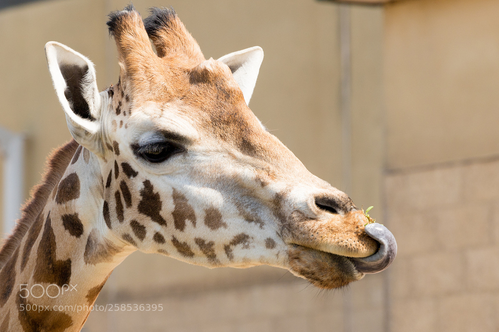 Canon EOS 6D Mark II sample photo. Giraffe photography