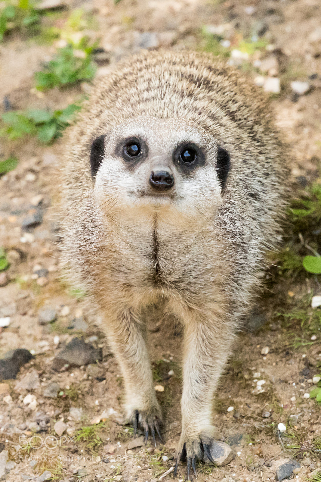 Canon EOS 6D Mark II sample photo. Innocent meerkat photography