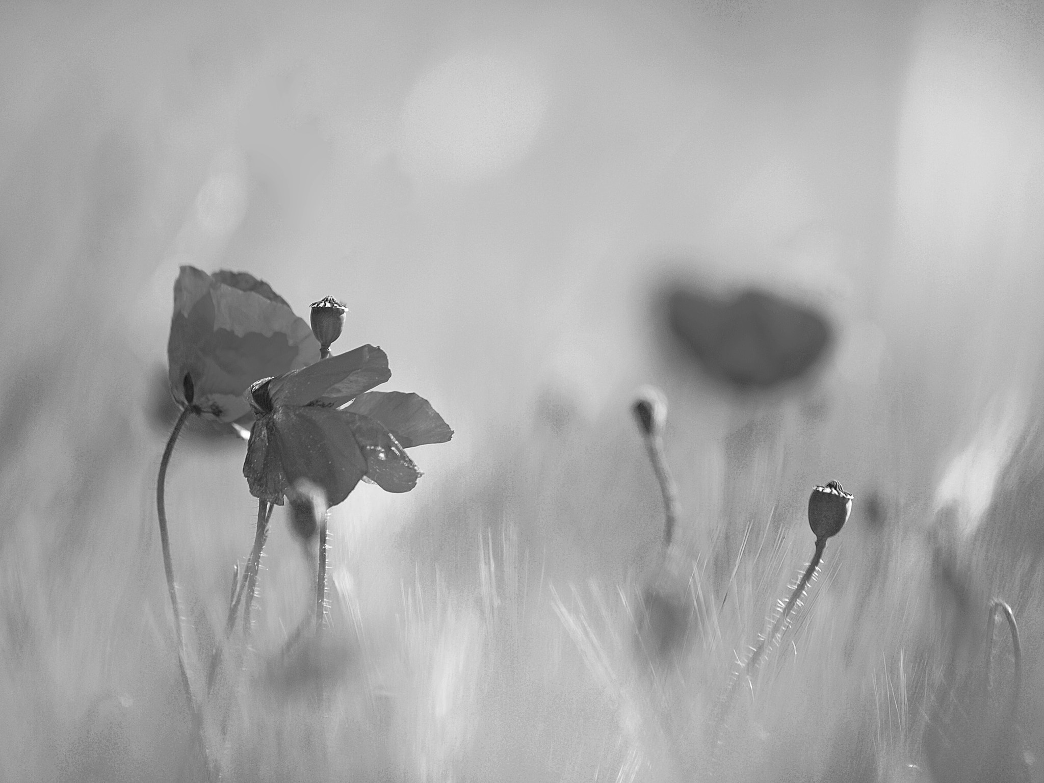 Olympus E-30 sample photo. Amapolas. photography