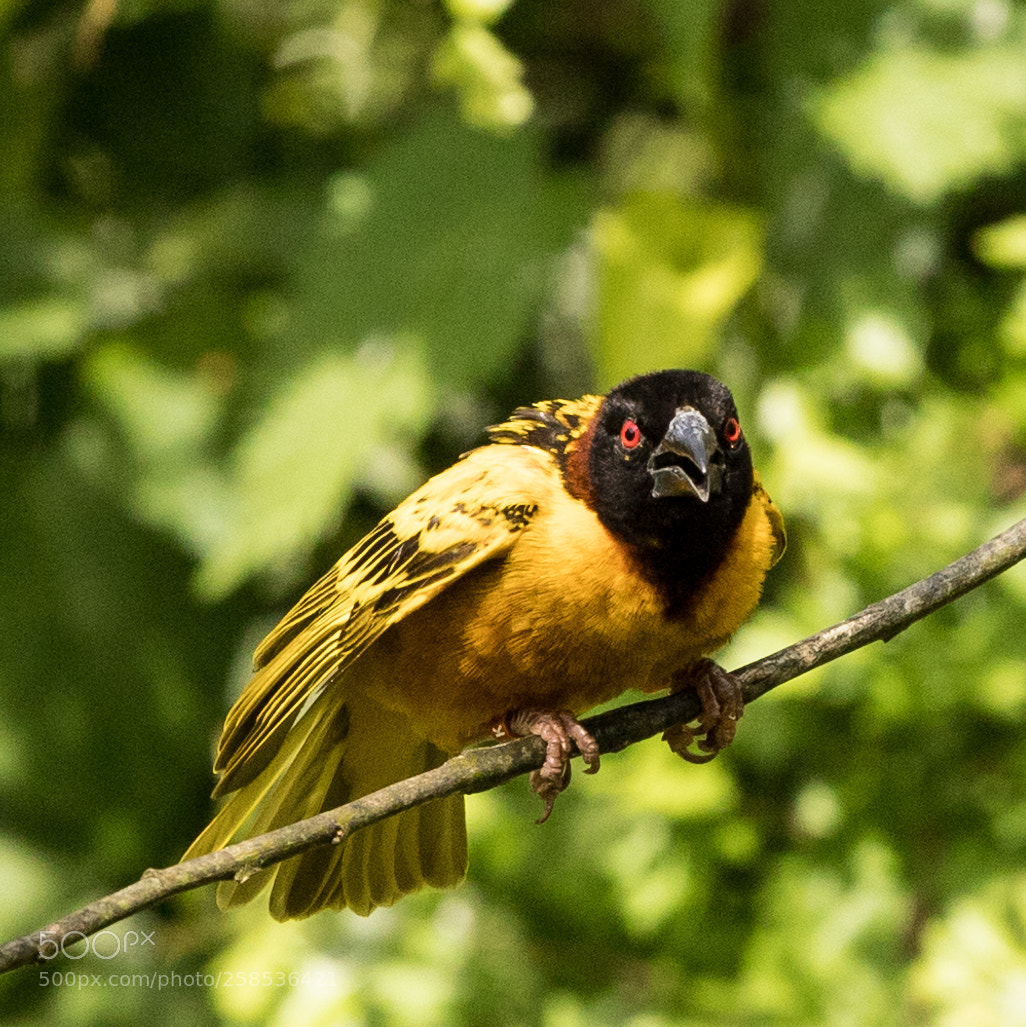 Canon EOS 6D Mark II sample photo. Battling bird photography