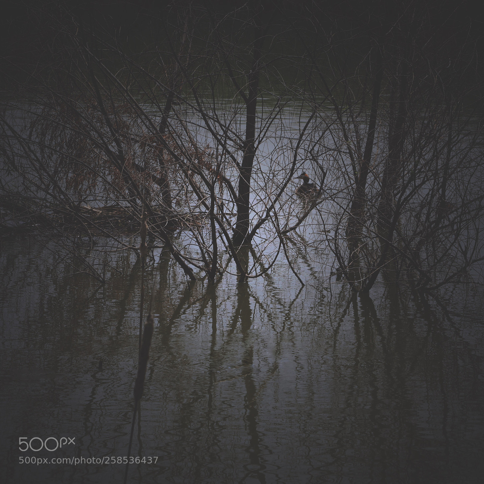 Canon EOS 5DS R sample photo. Untitled photography