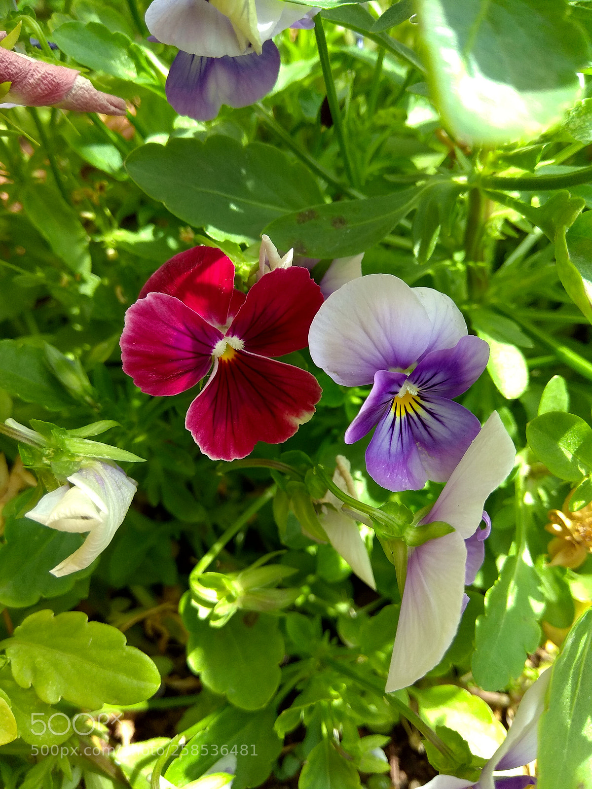 Xiaomi Redmi Note 4 sample photo. Untitled photography