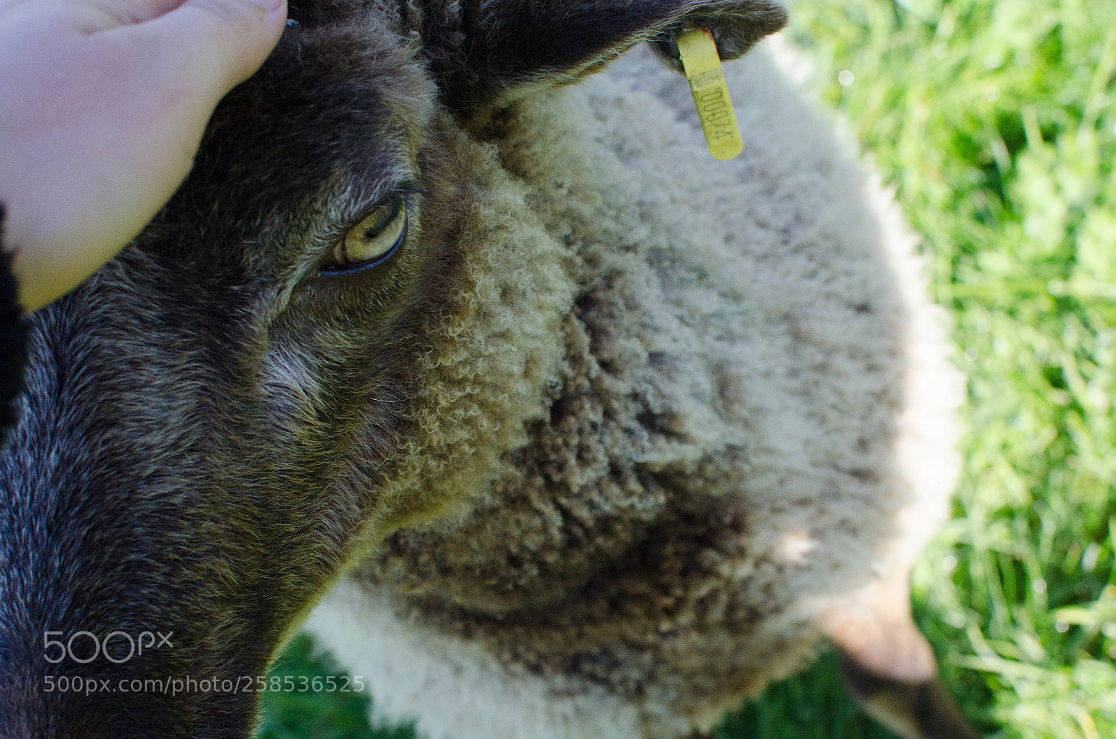 Nikon D7000 sample photo. Hi sheep photography