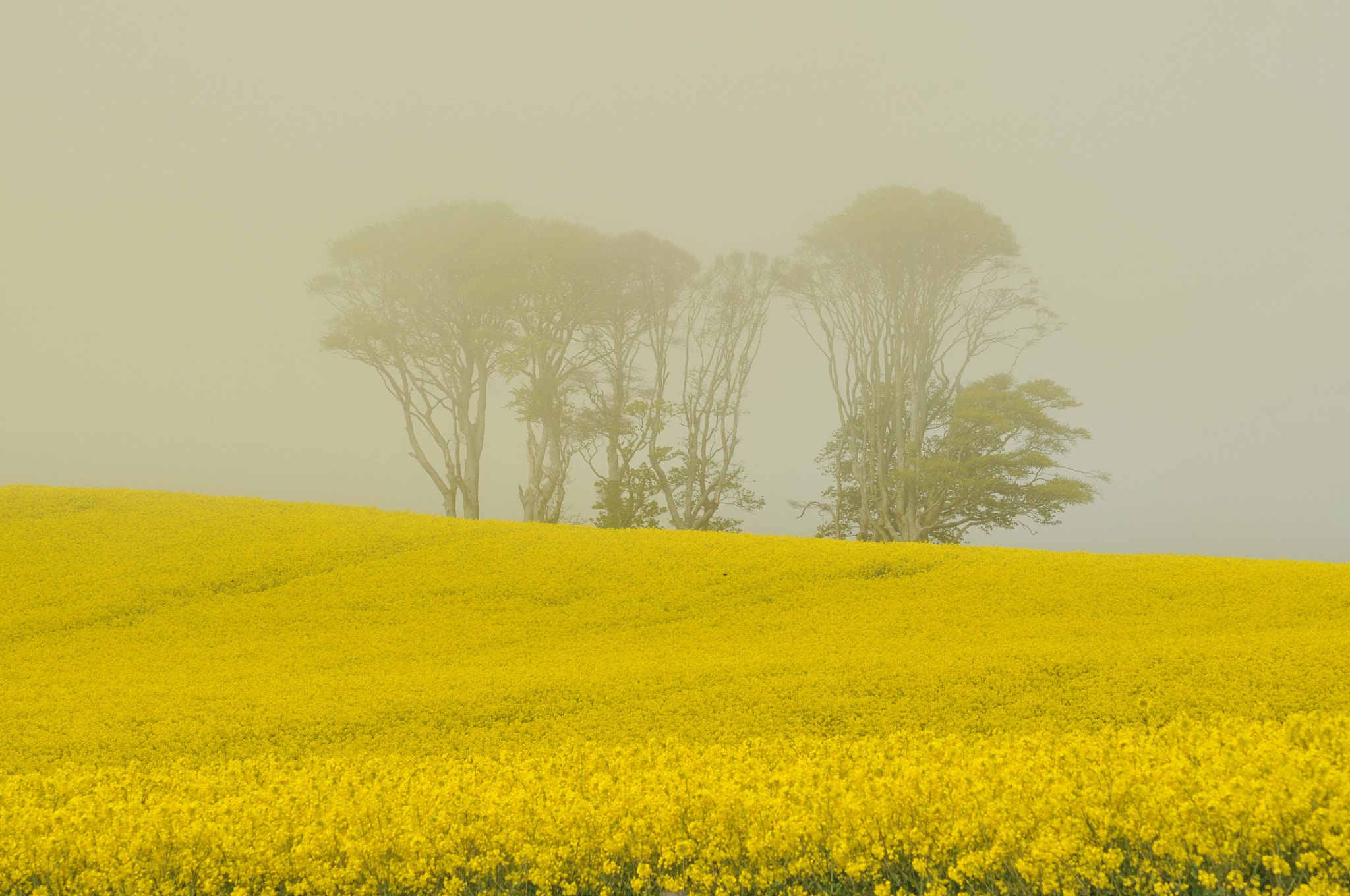 Nikon AF Nikkor 70-300mm F4-5.6G sample photo. In the fog 3 photography