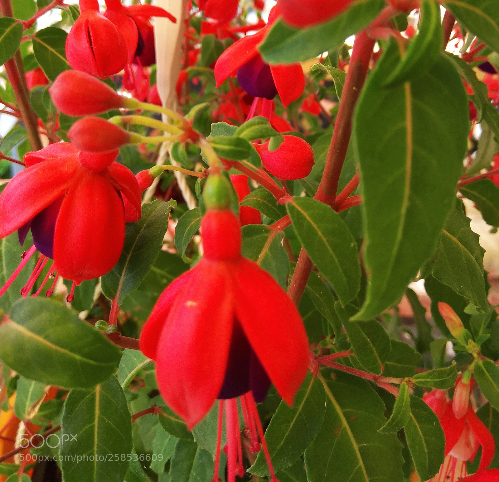 Xiaomi Redmi Note 4 sample photo. Untitled photography