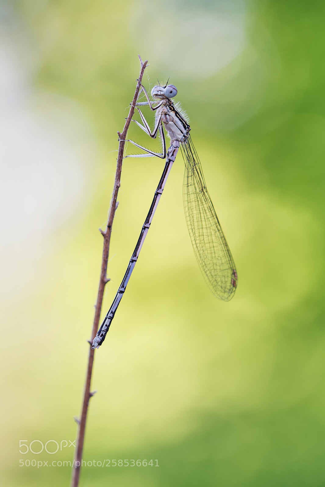 Nikon D7100 sample photo. Platycnemis pennipes photography