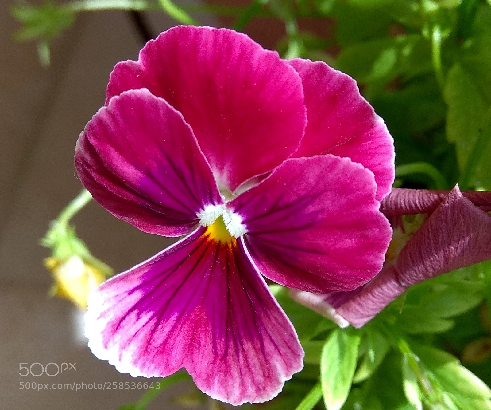Xiaomi Redmi Note 4 sample photo. Untitled photography