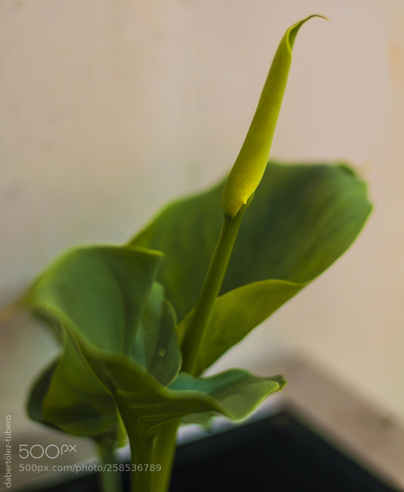 Nikon D90 sample photo. Naciendo la cala photography