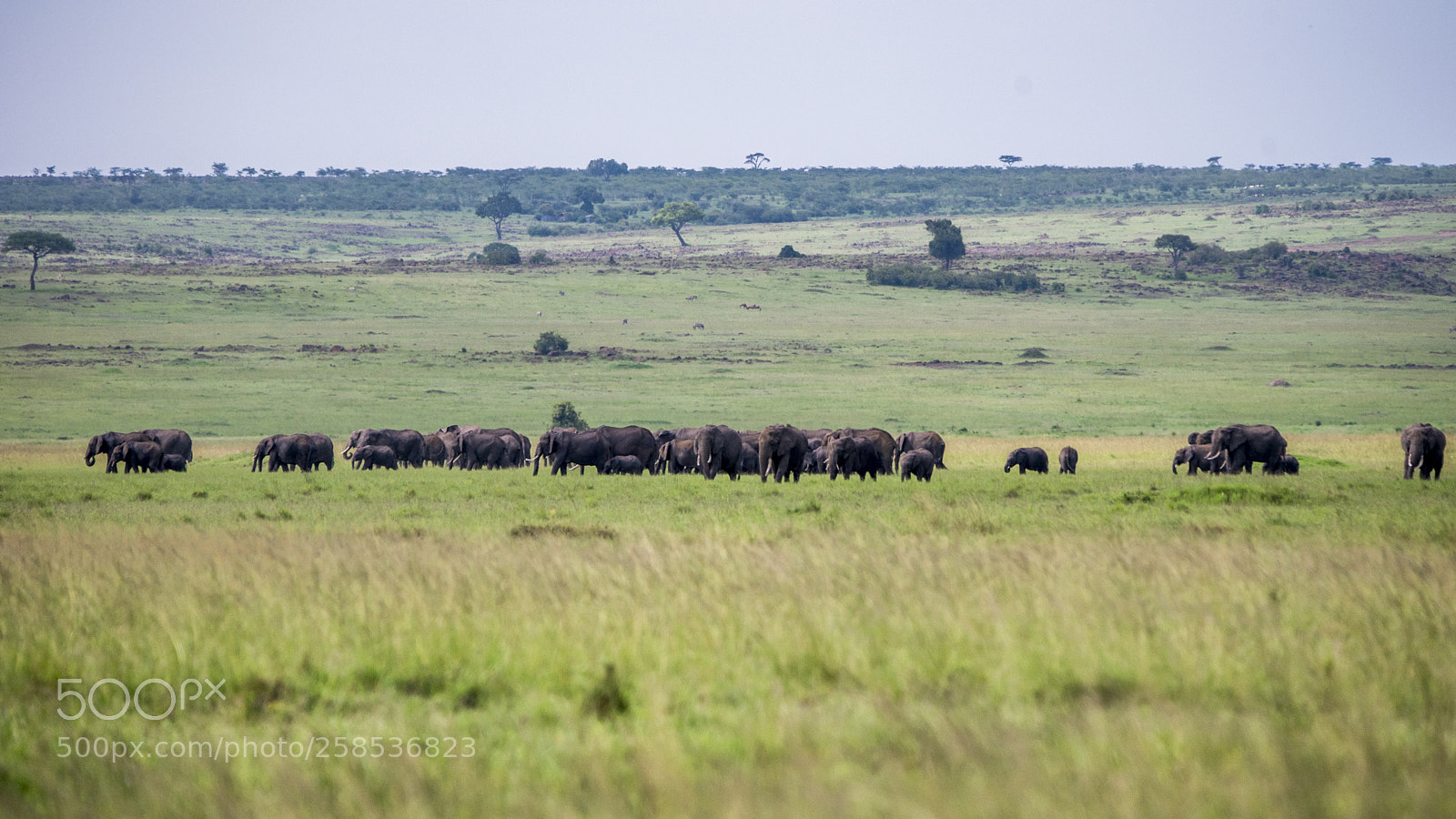 Nikon D750 sample photo. Countless..... photography