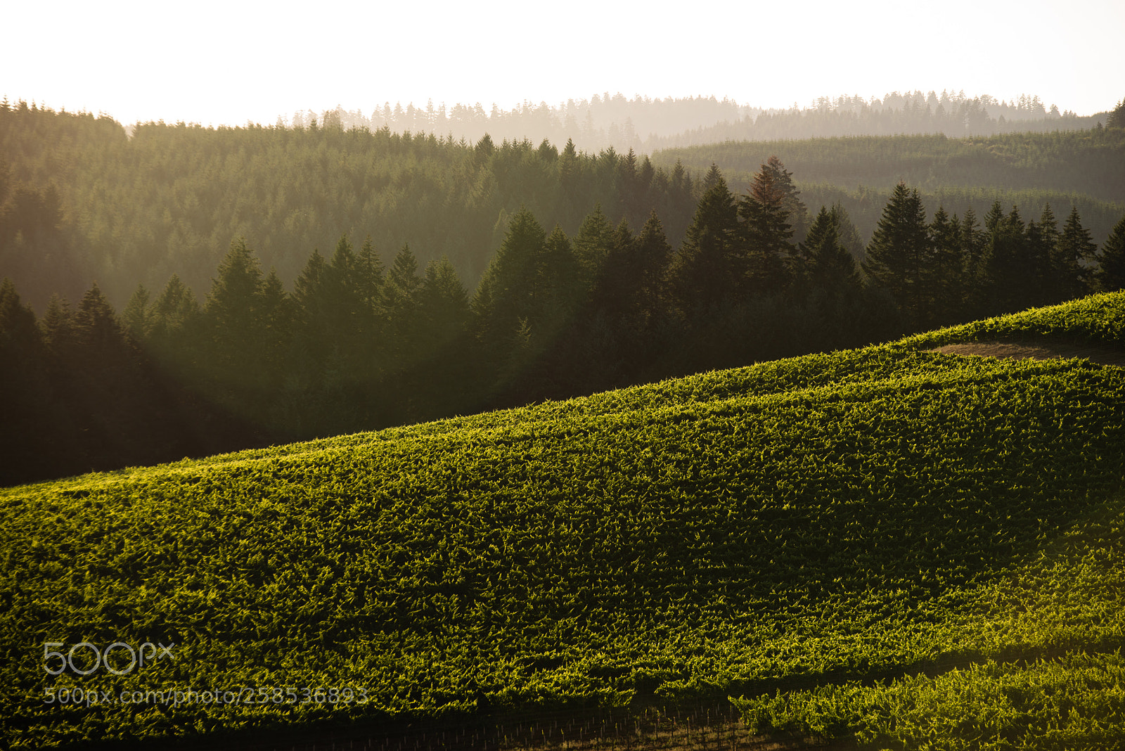 Nikon D610 sample photo. Vineyard slopes photography