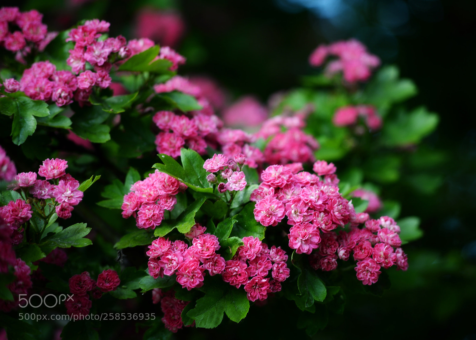 Nikon D610 sample photo. Luxurious flowering of hawthorn photography
