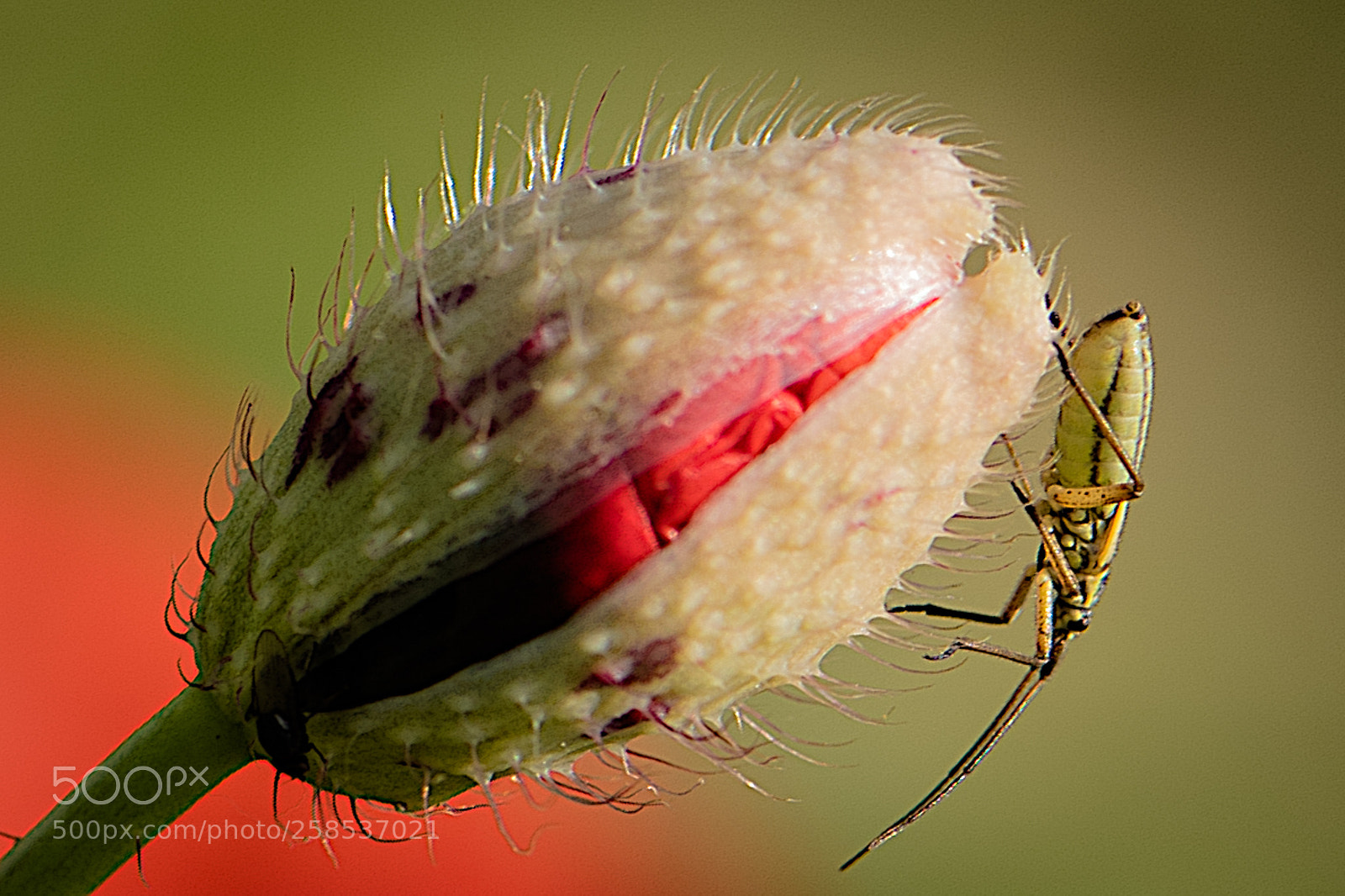 Nikon D750 sample photo. Insect photography