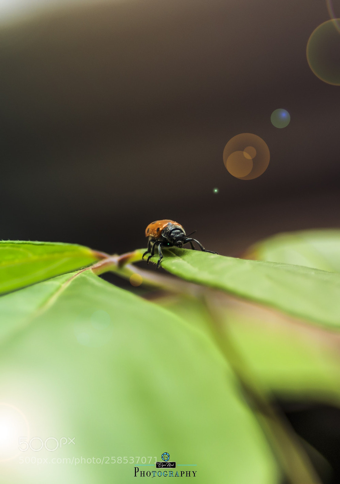 Nikon D90 sample photo. Insecte photography