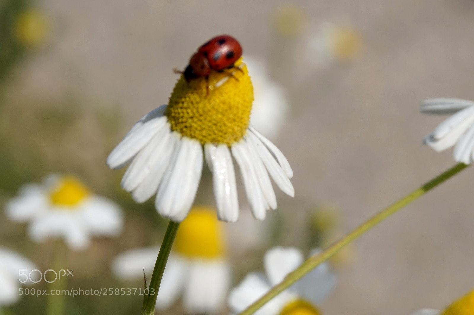 Sony Alpha a5000 (ILCE 5000) sample photo. Macro photography