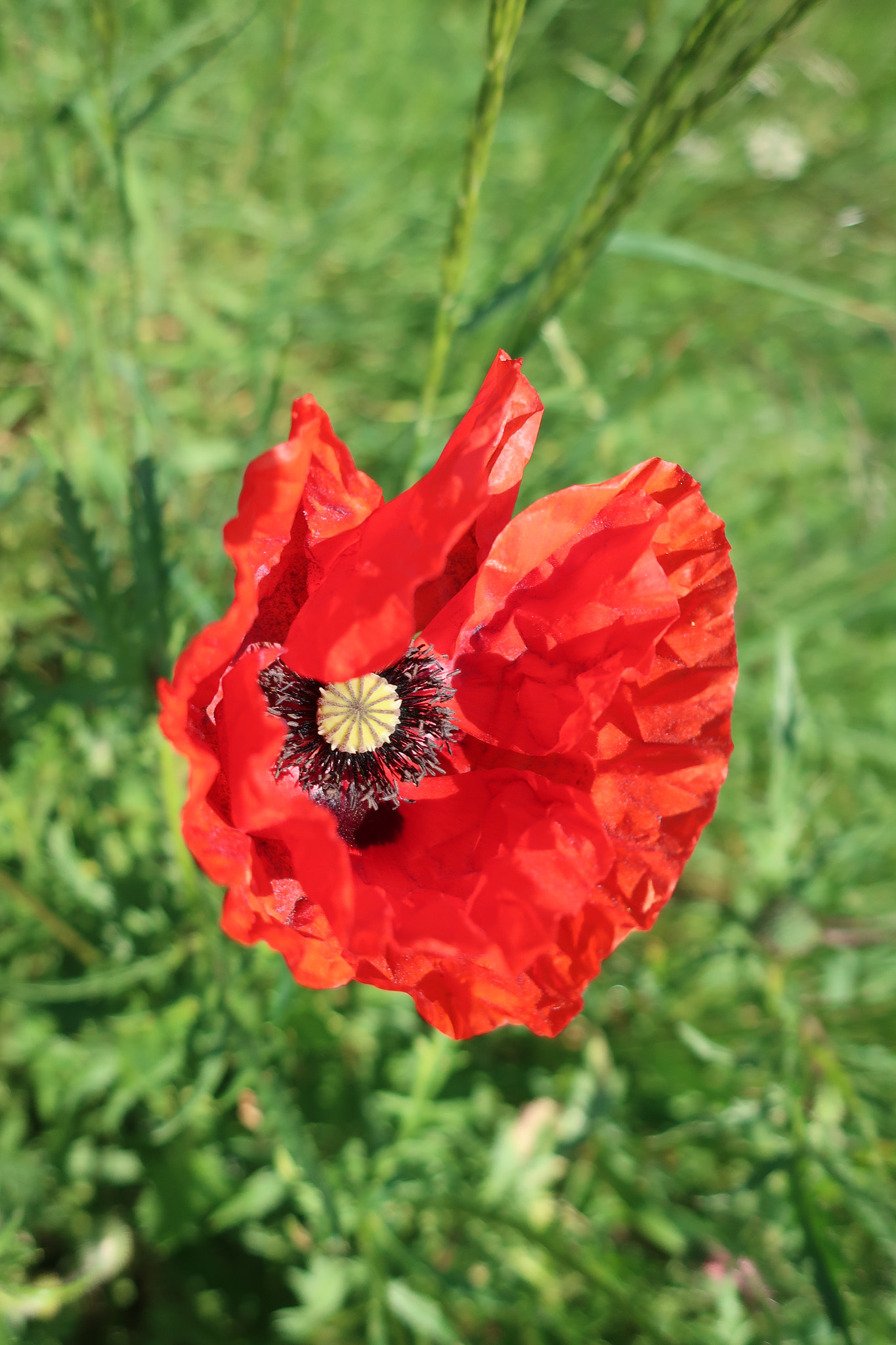 Canon PowerShot G9 X Mark II sample photo. Simply red. holding back the years... photography