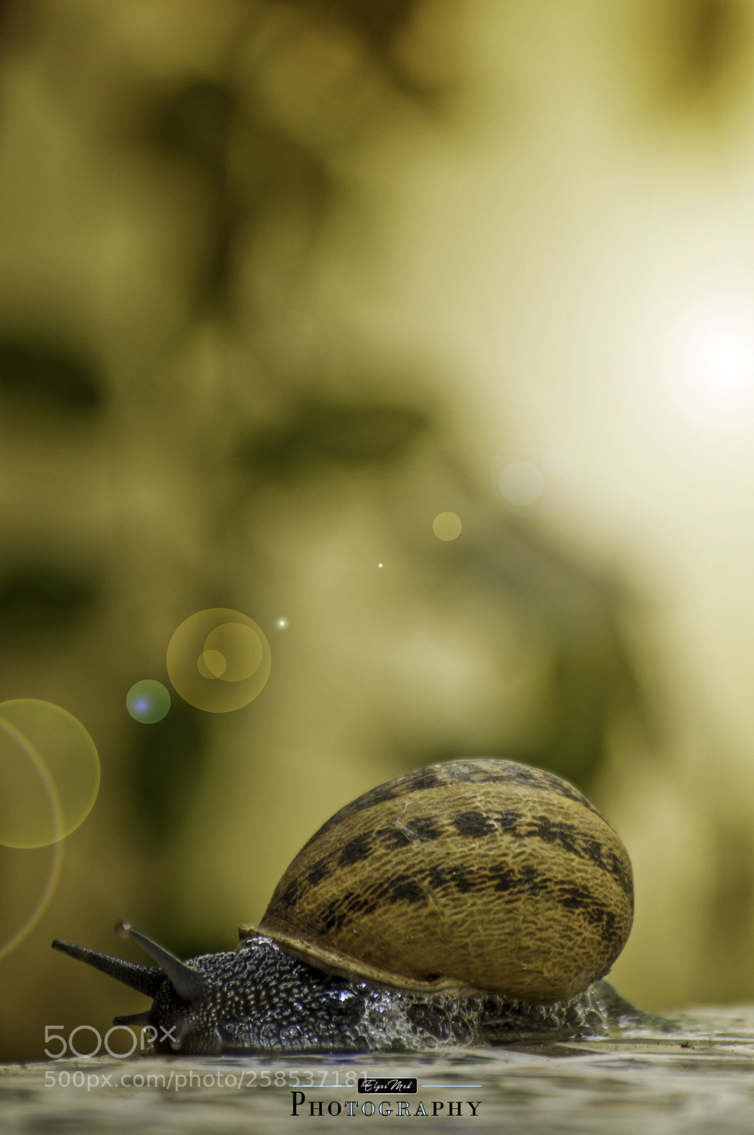 Nikon D90 sample photo. Escargot n° photography