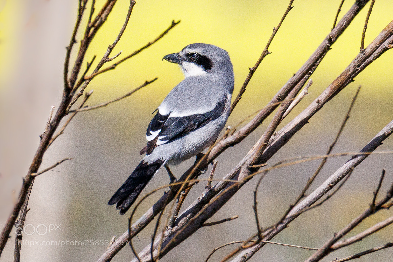Canon EOS 80D sample photo. Great grey shrike photography
