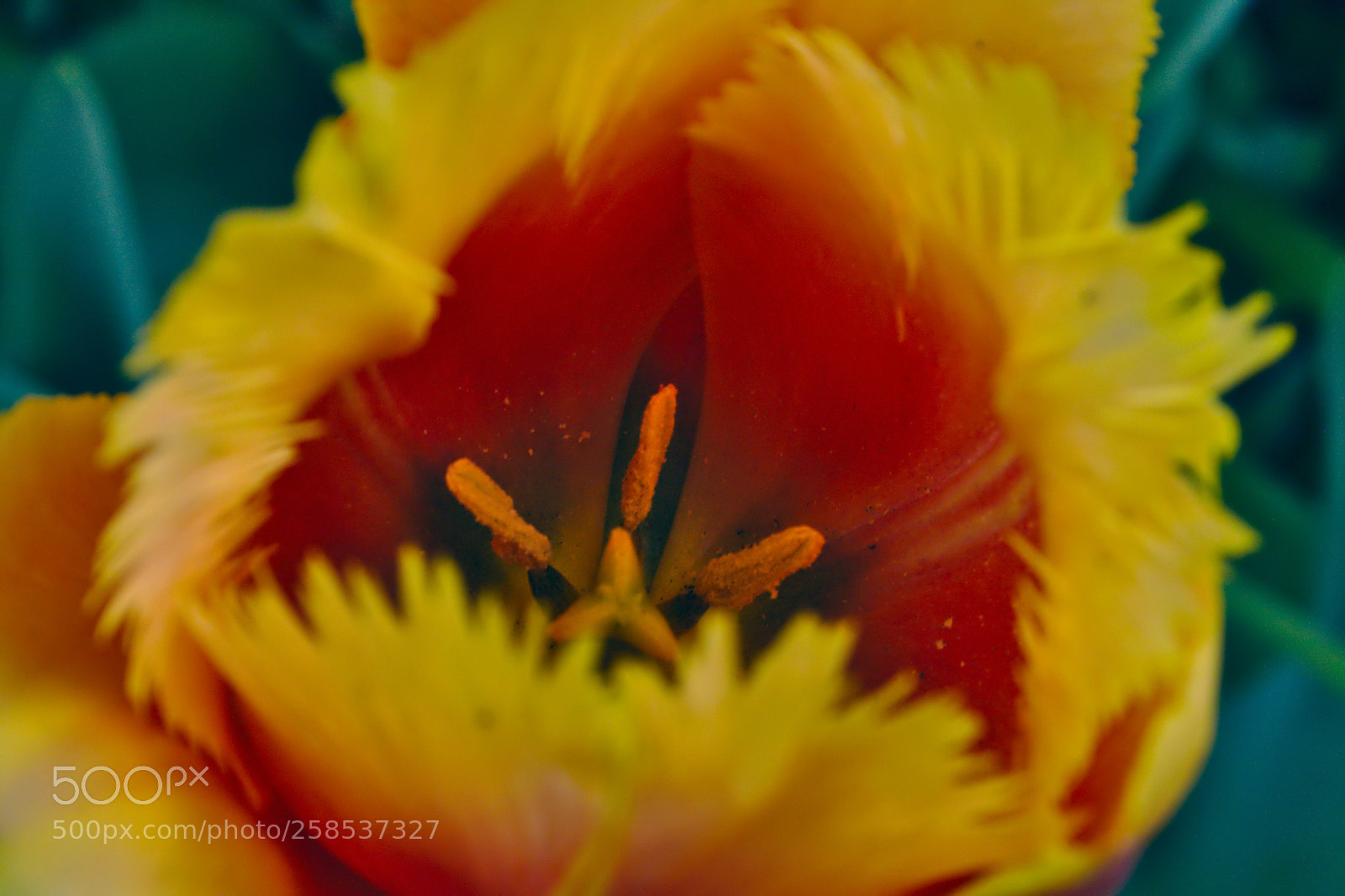 Canon EF-S 18-55mm F3.5-5.6 II sample photo. Just tulip photography