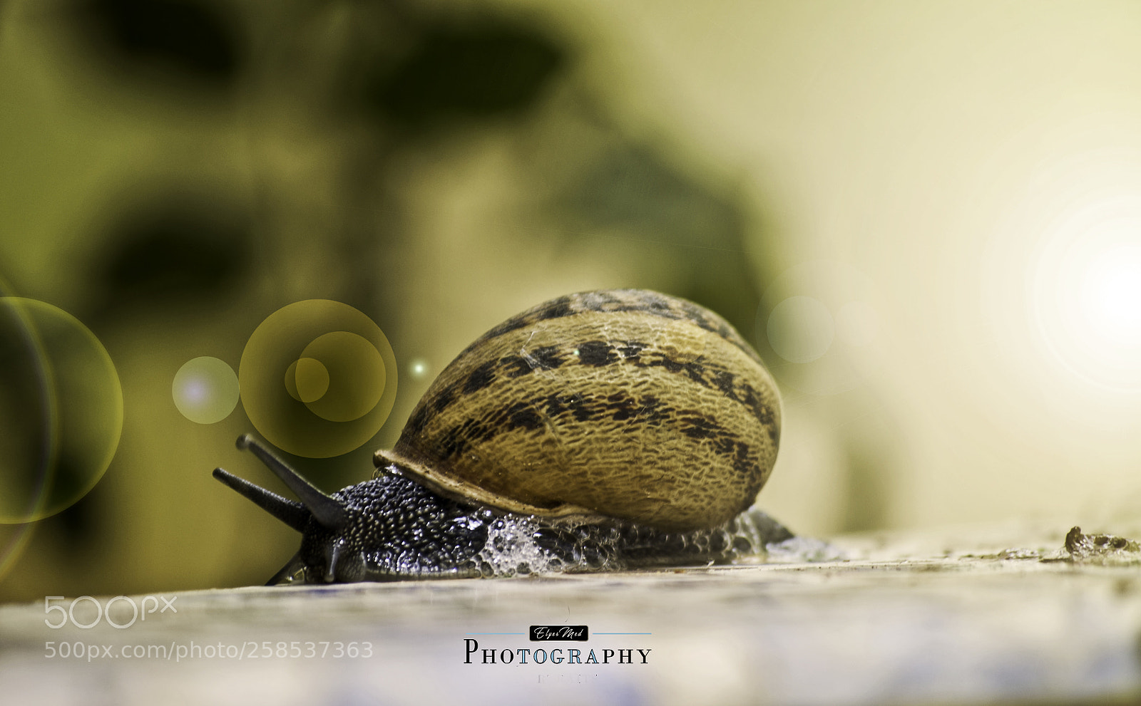 Nikon D90 sample photo. Escargot n° photography