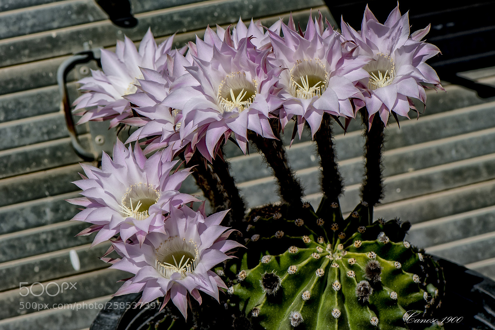 Nikon D810 sample photo. Flor cactus photography
