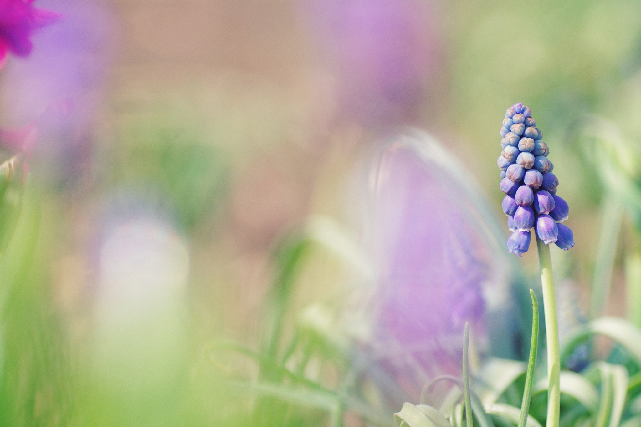 Pentax K-5 IIs sample photo. Springtime photography