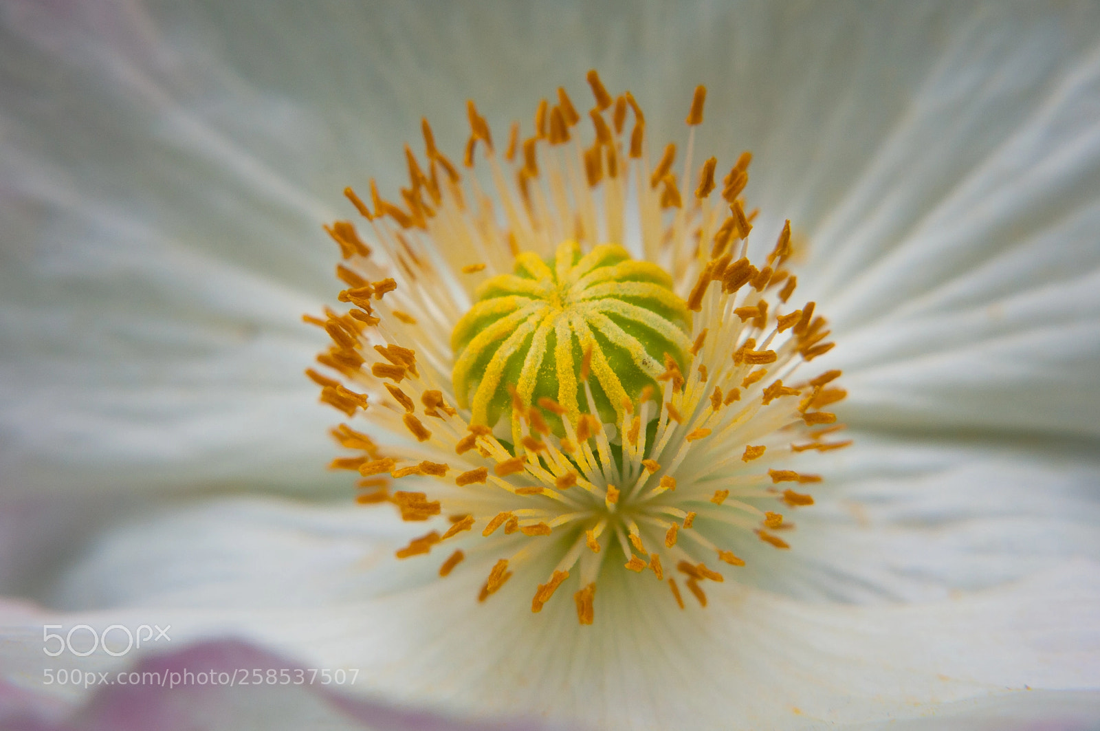Nikon D90 sample photo. Floral pearl photography