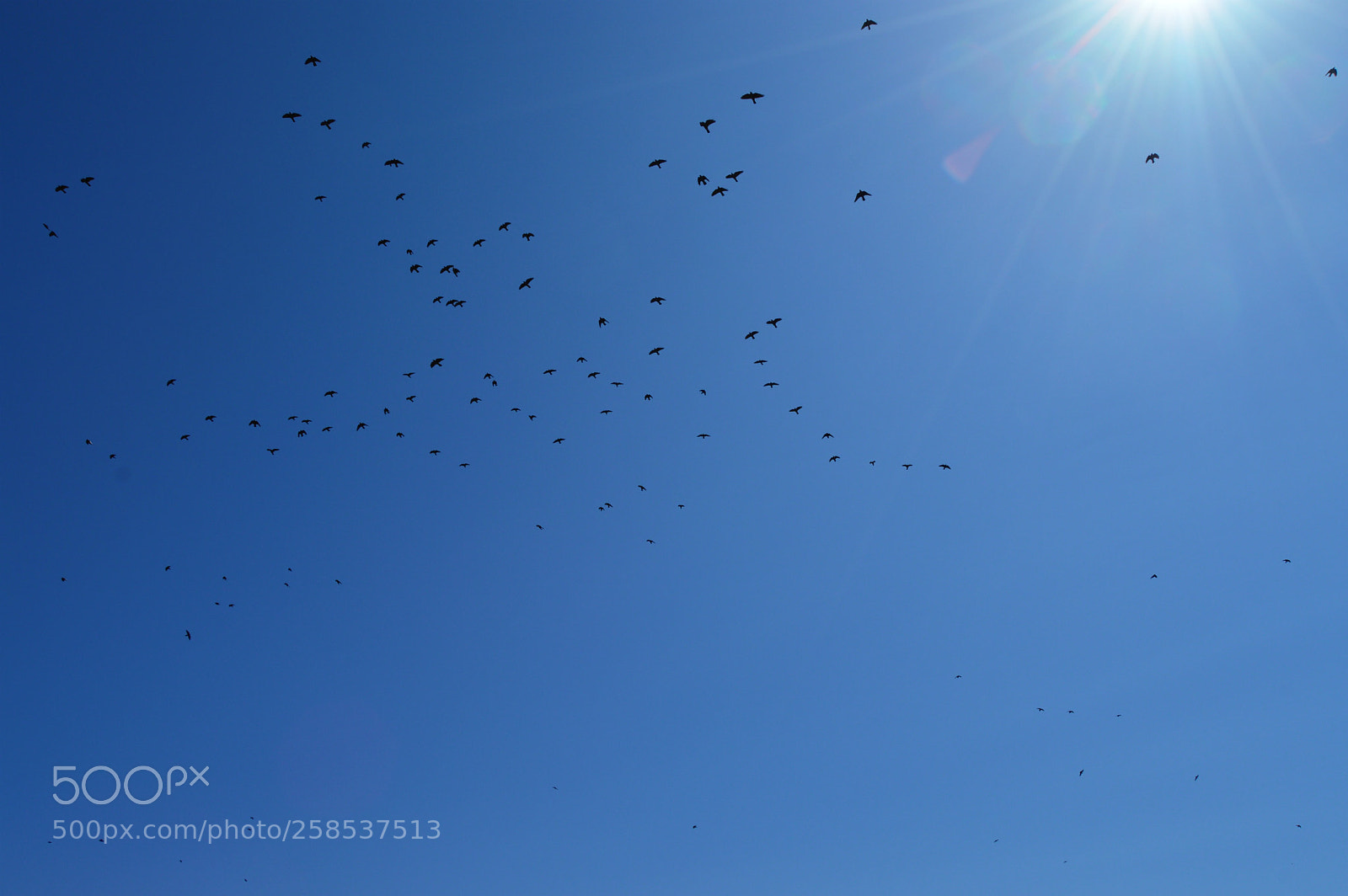 Nikon D3200 sample photo. Swallows photography