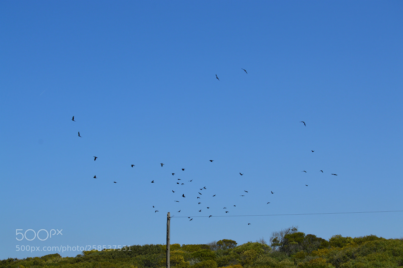 Nikon D3200 sample photo. Swallows i photography