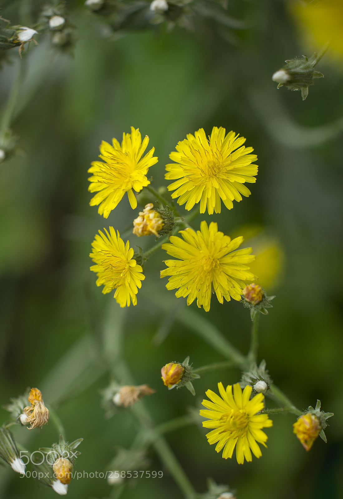 Nikon D610 sample photo. Springtime photography