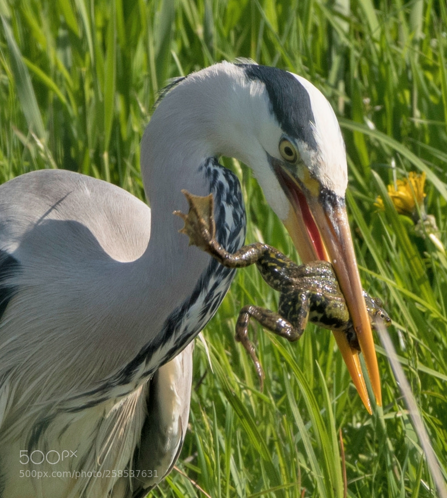 Nikon D500 sample photo. Blauwe reiger photography