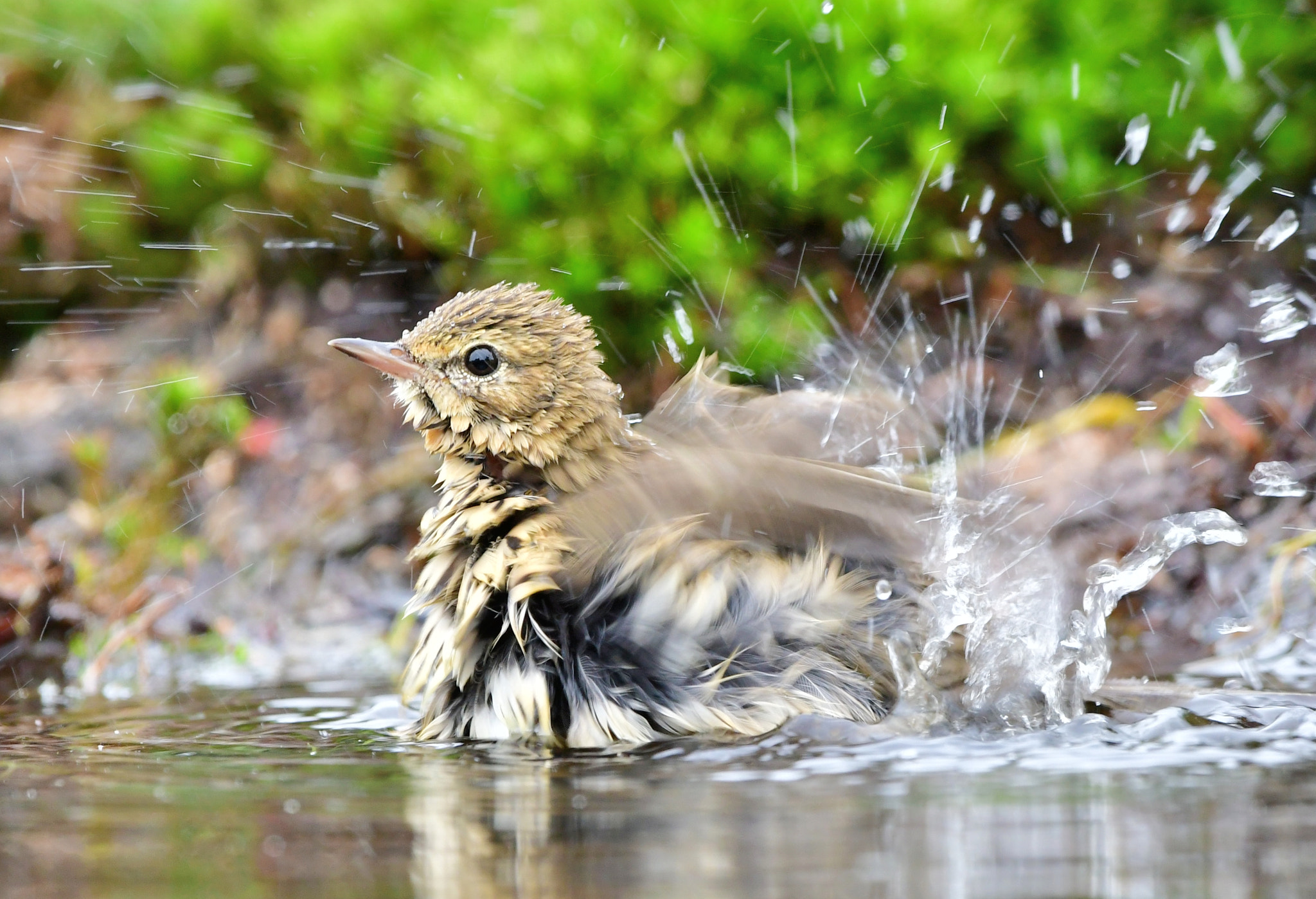 Nikon D500 + Nikon AF-S Nikkor 500mm F4G ED VR sample photo. Boompieper photography