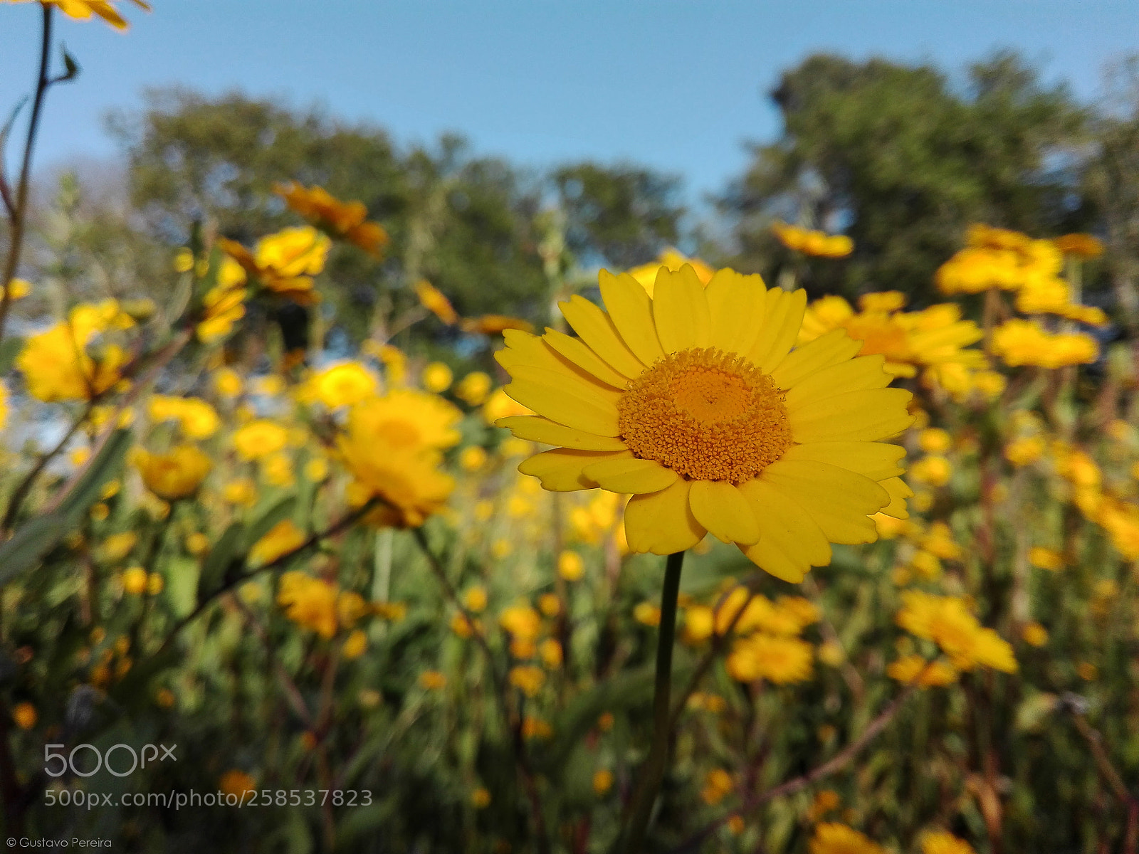 HUAWEI P8 Lite sample photo. The chosen one photography