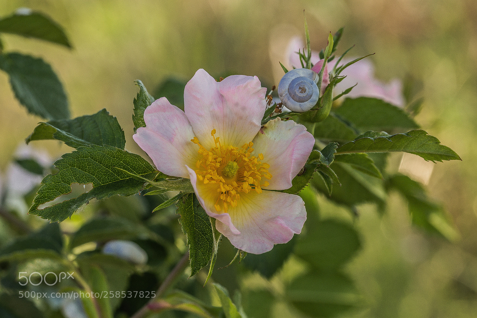 Canon EOS 6D sample photo. Églantier des chiens photography