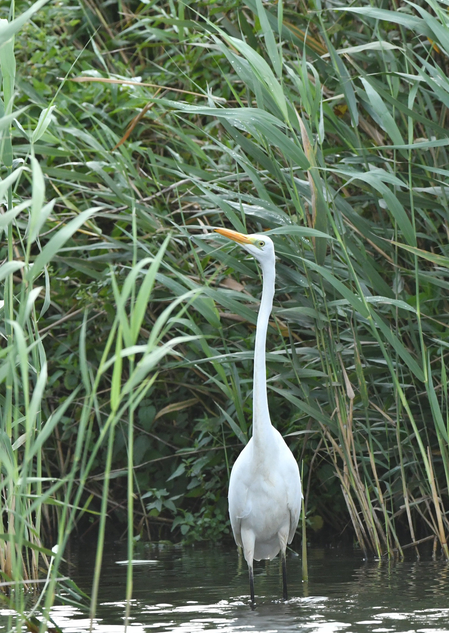 Nikon AF-S Nikkor 500mm F4G ED VR sample photo. Grote zilverreiger photography