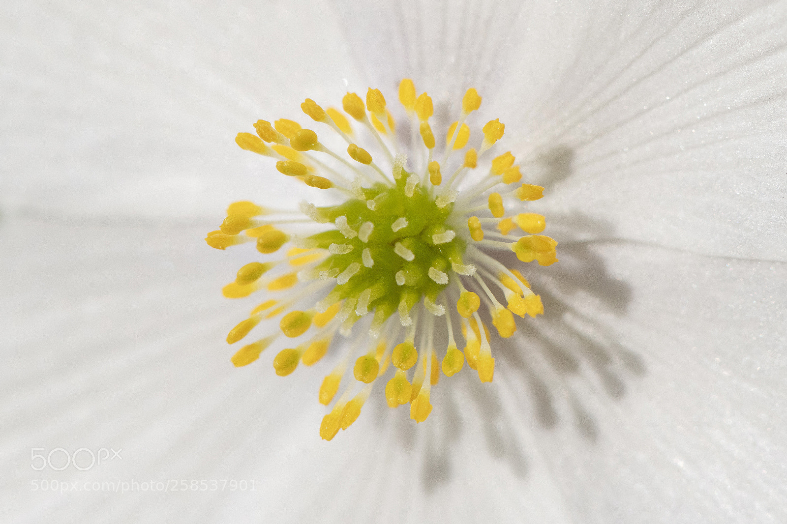 Nikon D850 sample photo. Extreme closeup of an photography