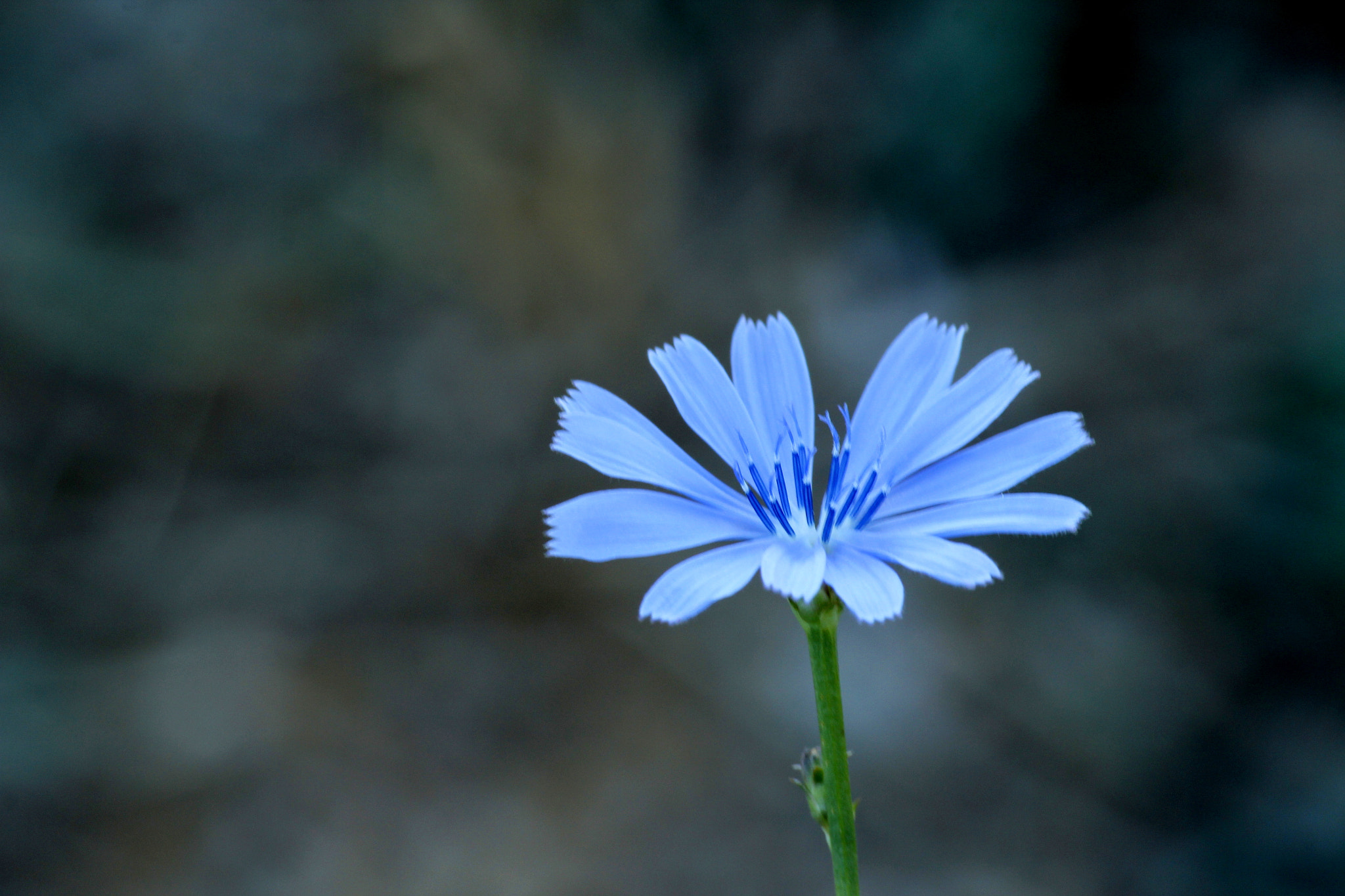 Canon EOS 550D (EOS Rebel T2i / EOS Kiss X4) sample photo. Spring in greece photography