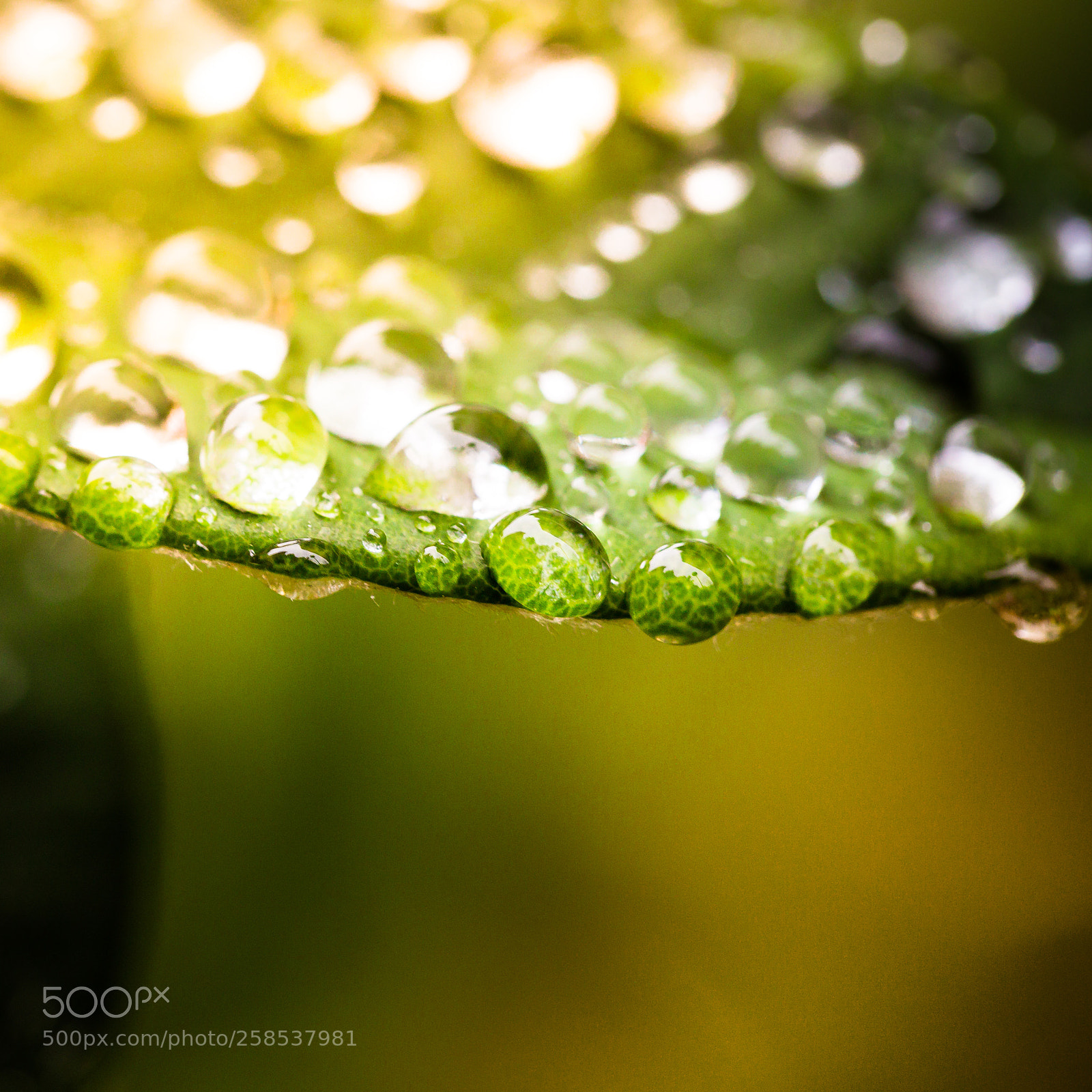 Canon EOS 6D sample photo. Nature photography