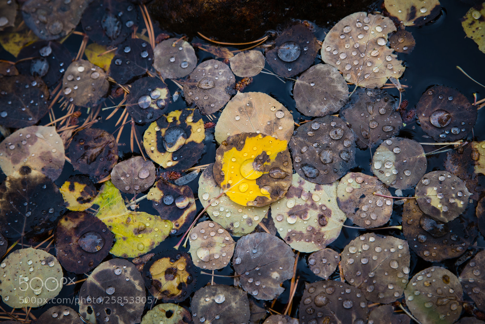 Nikon D610 sample photo. Mountain stream leaves photography