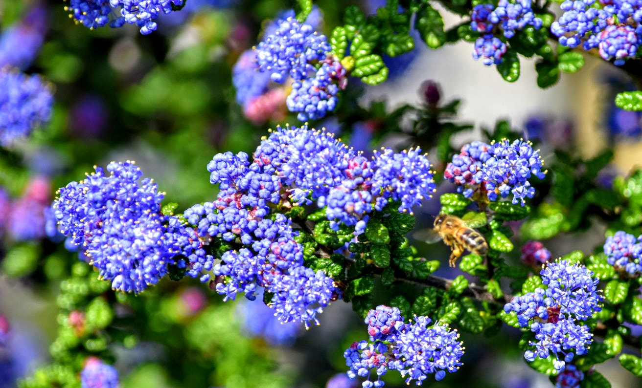 Nikon D3400 sample photo. Bee gathering pollen photography