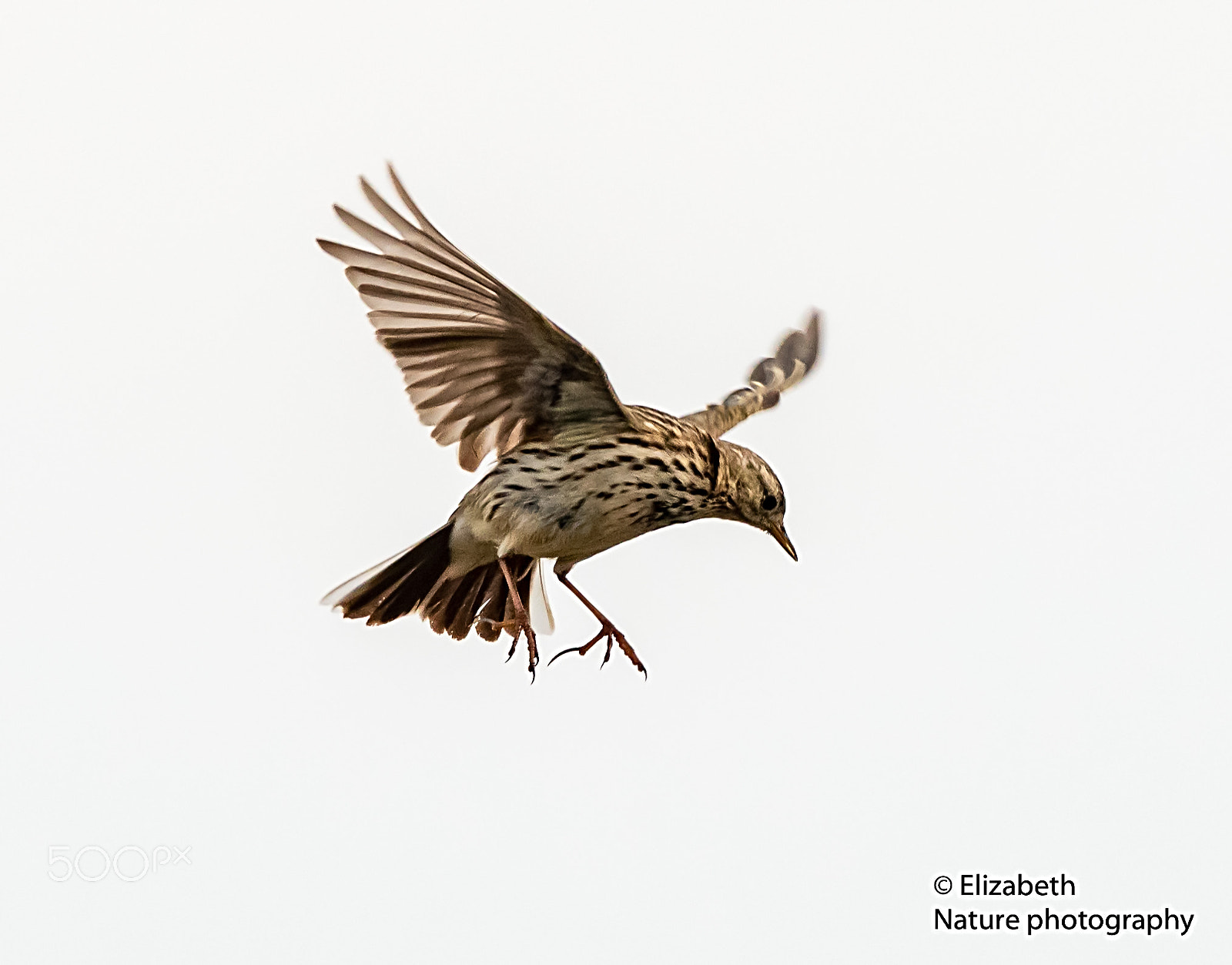 Nikon AF-S Nikkor 200-500mm F5.6E ED VR sample photo. Courtship song in flight (ii) photography