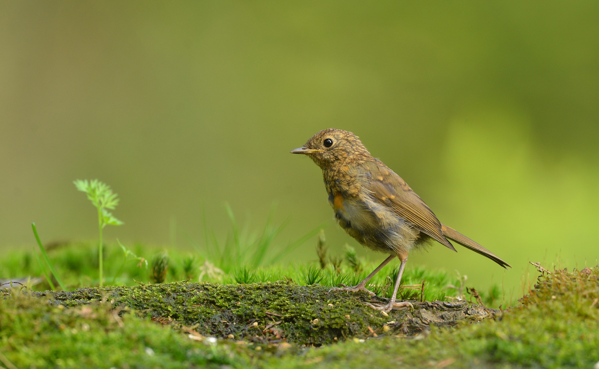 Nikon D600 + Nikon AF-S Nikkor 500mm F4G ED VR sample photo. Roodborst photography