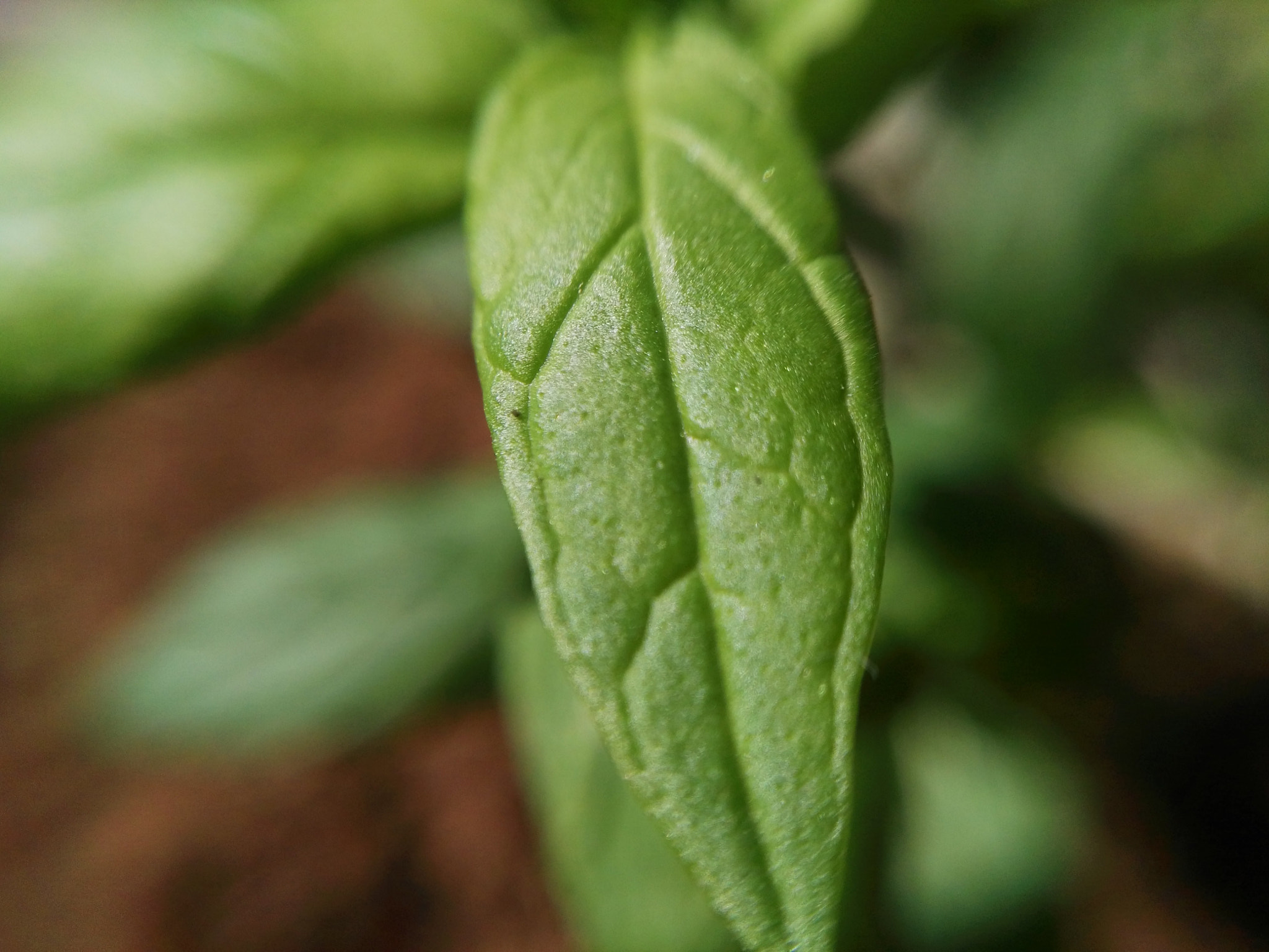 HUAWEI G8 sample photo. Macro photography