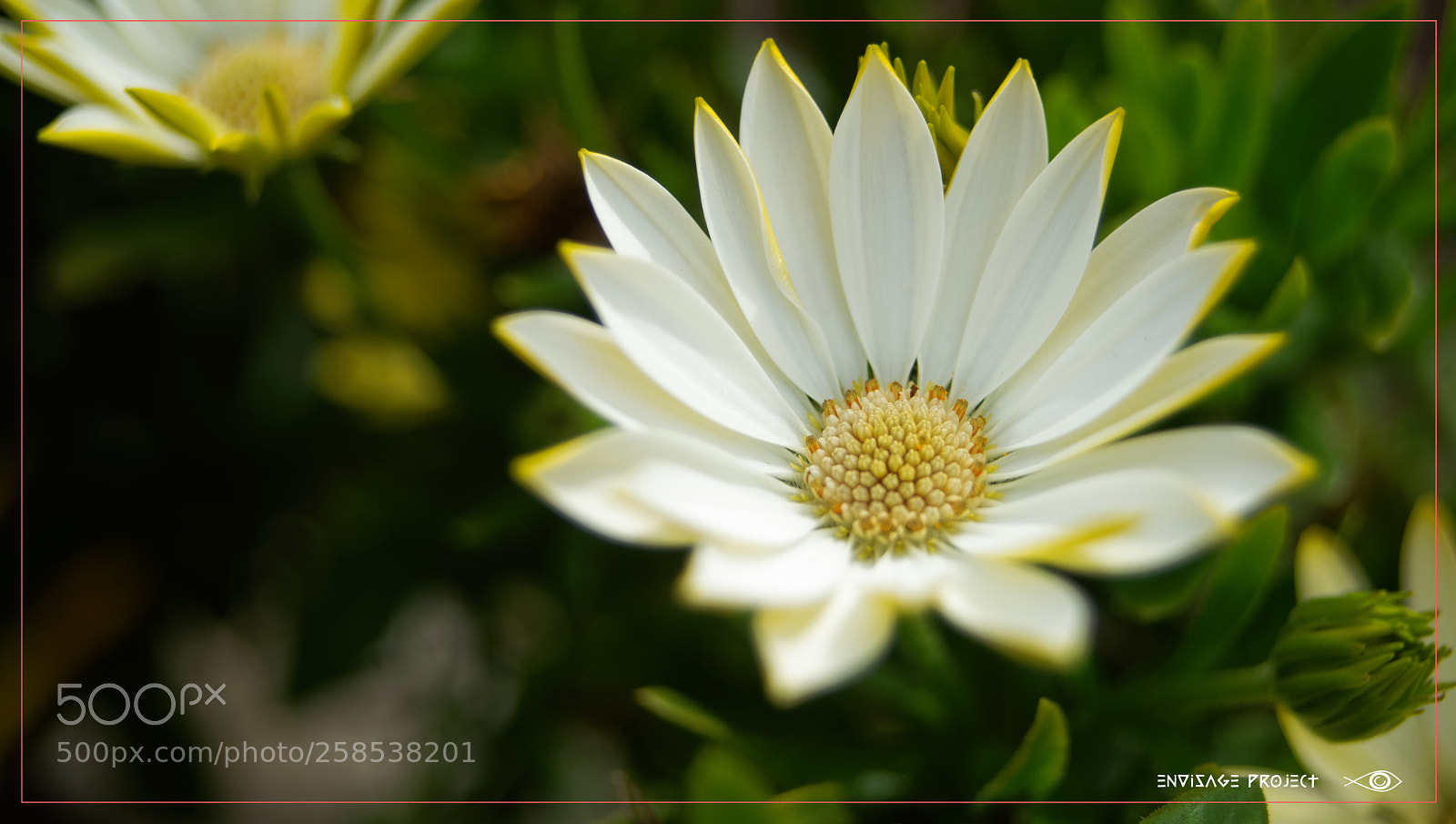Sony a7R sample photo. Summer white and yellow photography