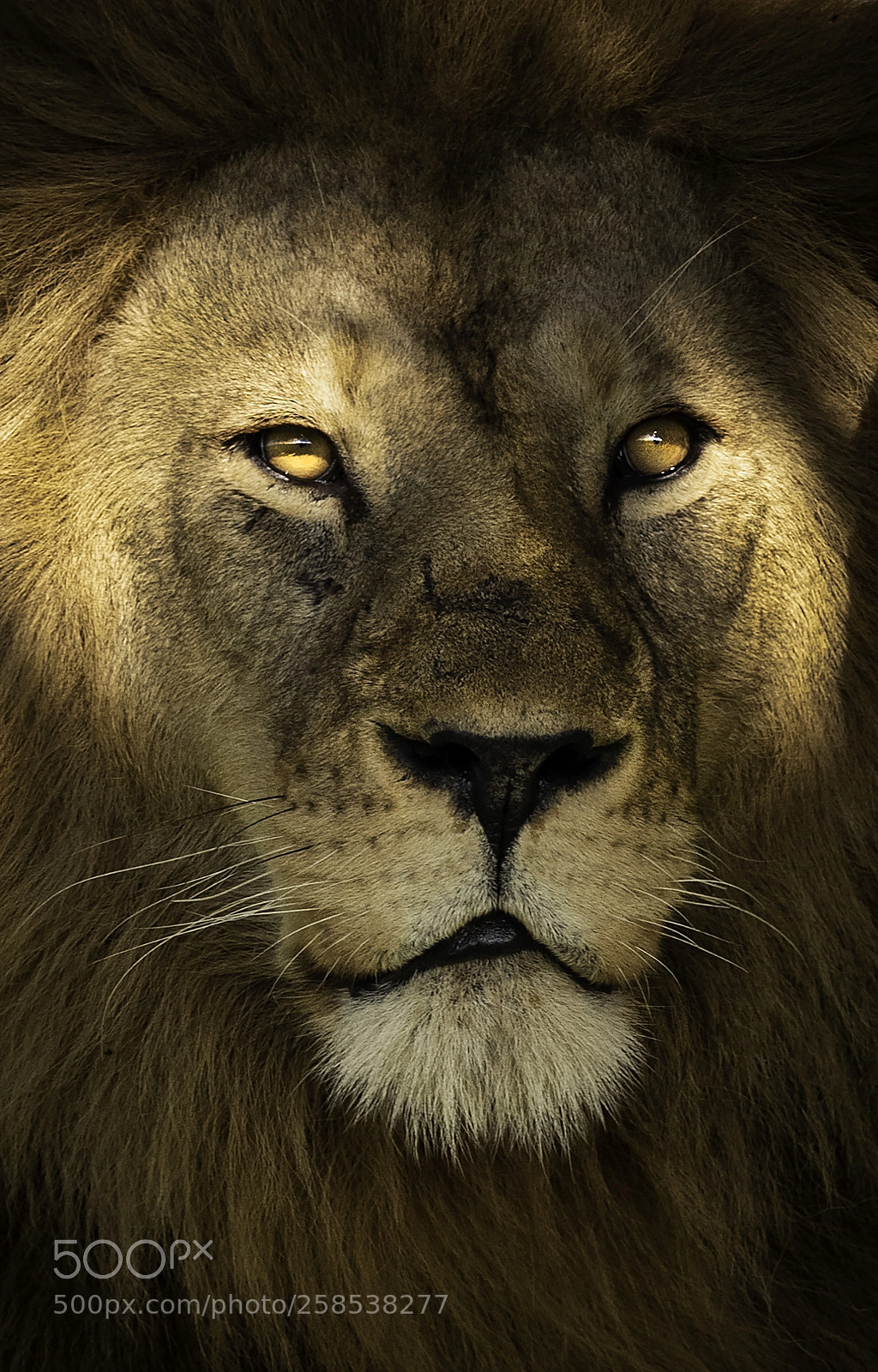 Nikon D810 sample photo. Royalty photography