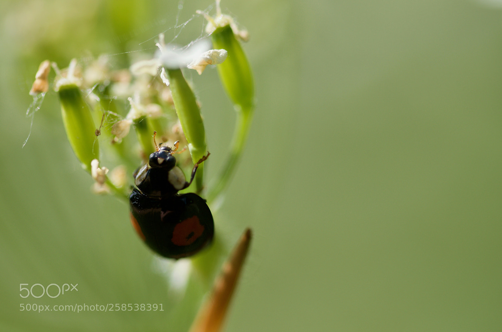 Nikon D7000 sample photo. Ladybug photography