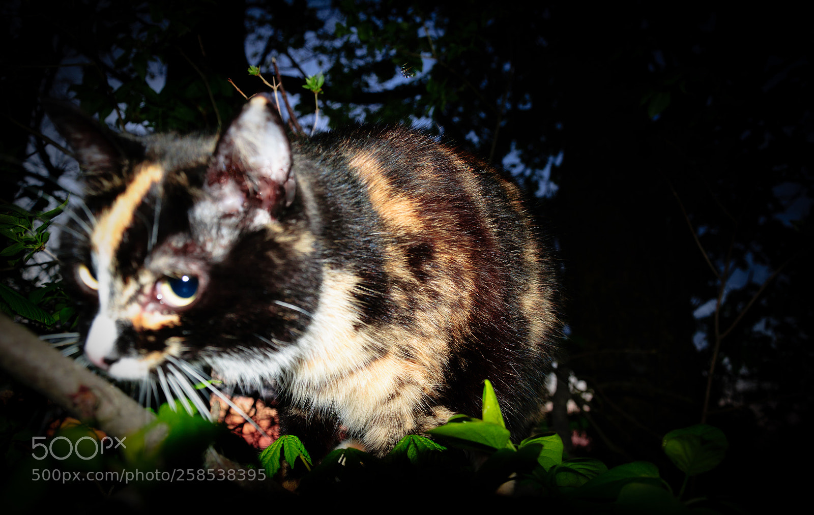 Nikon D90 sample photo. Cat in the tree photography