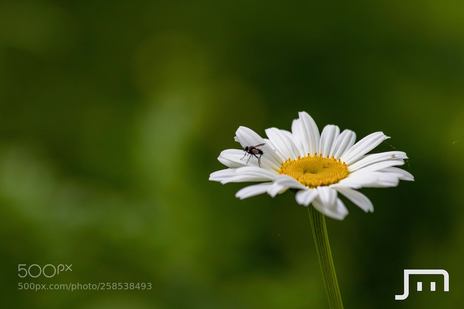 Canon EOS 80D sample photo. Daisy :) photography